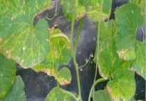 三乙磷酸铝用于什么病 具体怎样使用