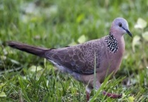 斑鸠喜欢吃什么食物