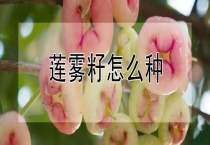 莲雾籽怎么种