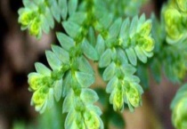 变色龙掉叶子怎么办？