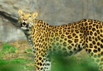 花豹和金钱豹的区别？