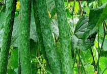 黄瓜怎么种才能结的多