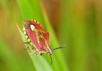 斑须蝽危害特点 防治方法是什么？