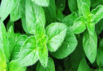 怎样区分罗勒叶和披萨草 附食用注意事项