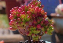 多肉控养和精养的区别？