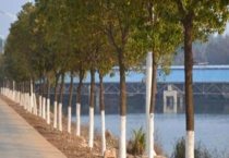 树木主干怎么增粗