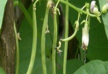 四季豆苗长虫了怎么办？