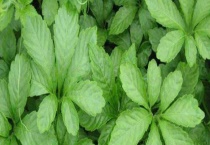 绞股蓝产地是哪里 附产地环境介绍