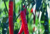 河南辣椒产地 主要品种有哪些？