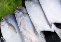 扁鱼属于淡水鱼类还是海鱼类 有哪些特征