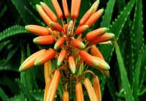 芦荟开花的条件 芦荟开花代表什么？