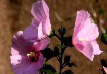 木菊什么时候剪枝