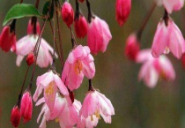 八棱海棠和垂丝海棠的区别？