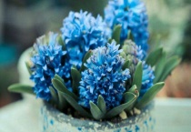 水养植物都有哪些？