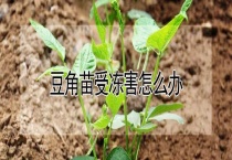 豆角苗受冻害怎么办？