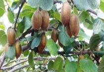 猕猴桃有什么品种分类 成熟时间是什么时候