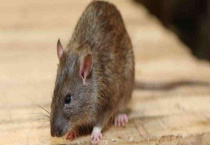 老鼠会游泳吗 会不会咬人