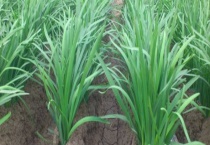 韭菜冻了还能不能吃 附新鲜韭菜的保存多久？