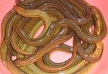 买回来黄鳝可以养几天