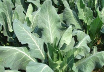 花椰菜和西兰花的区别？