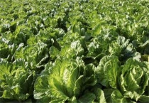 大白菜价格现低谷是怎么回事