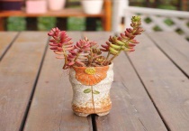 多肉玉露的寓意