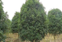 金桂和月桂的区别？