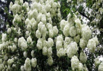 木本绣球有毒吗？