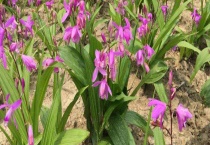 白芨是什么药材 附生长环境和功效作用