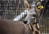 林麝是不是保护动物