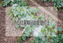 西瓜结果期间的管理多久？