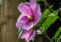 木槿花叶子掉光能活吗？