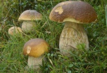 大腿蘑菇几月份长出来