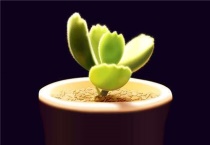 熊童子怎么清理