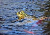 青蛙会游泳吗？