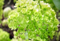 琼花和绣球花的区别？