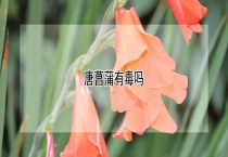 唐菖蒲有毒吗？