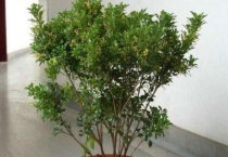 米兰花插扦时间及方法是什么？