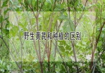 野生黄芪和种植的区别？