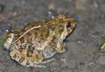 田鸡和青蛙的区别？