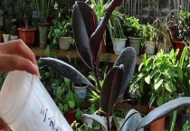 橡皮树的修剪方法 橡皮树的修剪季节