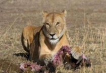 食肉动物和食草动物的区别？