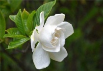 栀子花有小黑虫怎么办？