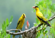 黄鹂和百灵有什么不同 百灵选购有什么技术