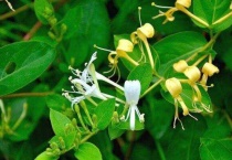 金银花和金银木什么关系