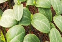 丝瓜苗被虫吃怎么多久？