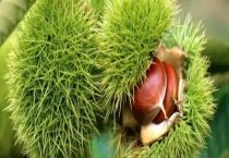 发芽的板栗可以吃吗 吃了发芽的板栗会怎么样