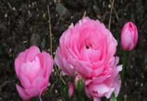 芹叶牡丹的养殖方法 附注意事项