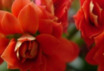 长寿花喜欢酸性还是碱性