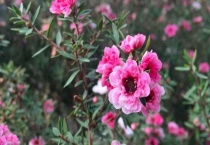 松红梅一年开几次花